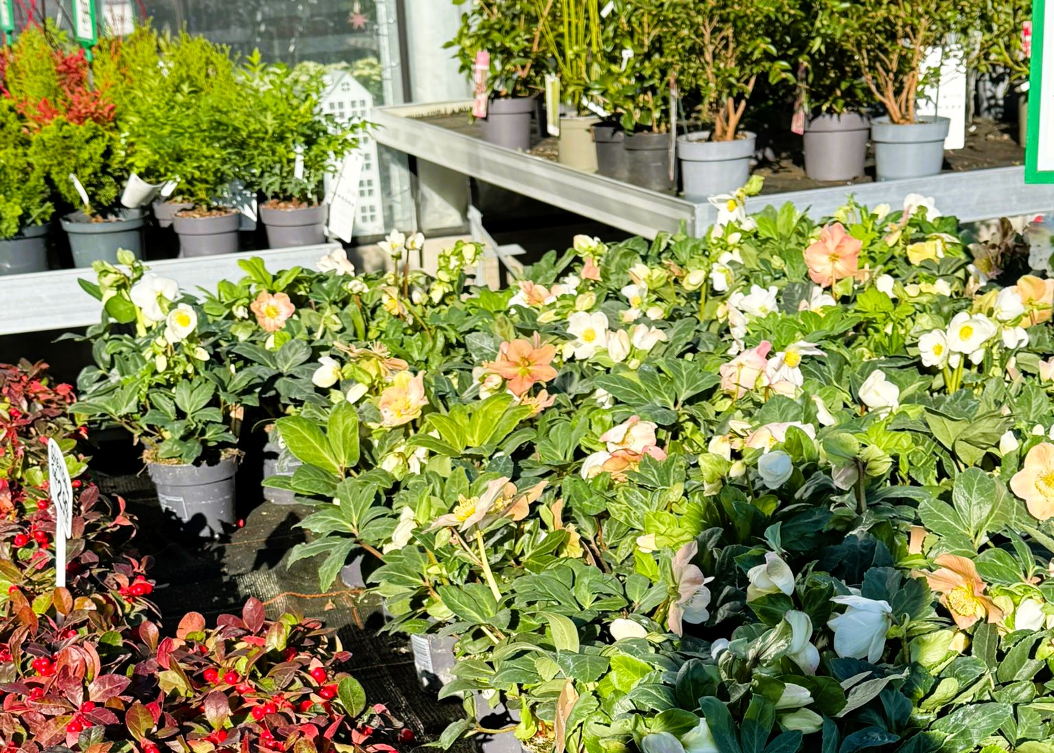 Monheimer Blumenmarkt